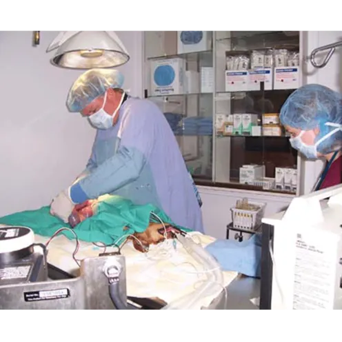 Vet and staff performing surgery on a dog